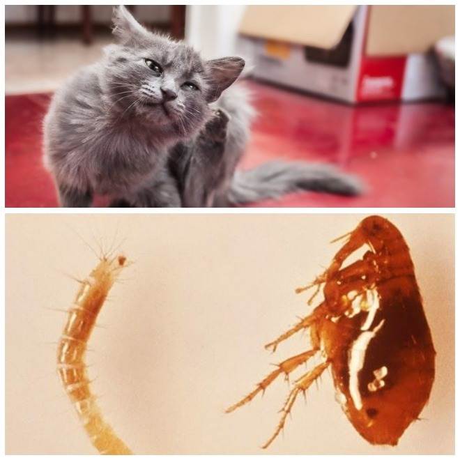 Как вывести блох у кошки или кота в домашних условиях, чем избавиться от паразитов у котенка, откуда они берутся у животного, фото