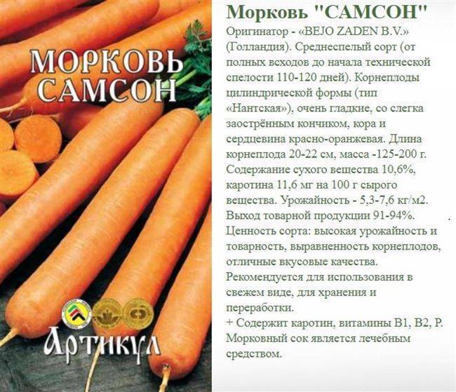 Сорта моркови: 50 лучших видов с описаниями и характеристиками + фото