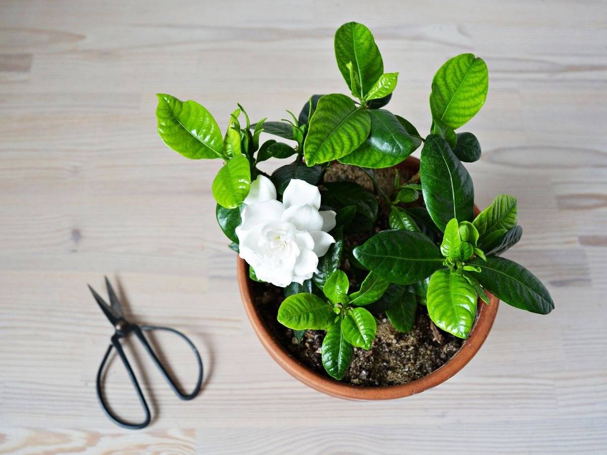 Гардения жасминовидная: описание цветка, уход в домашних условиях, болезни и вредители + лучшие виды и сорта с фото