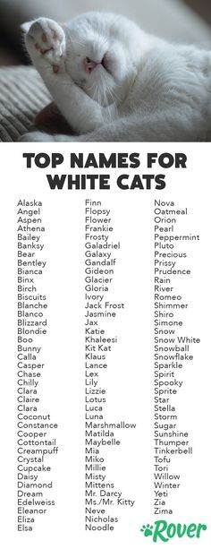 Клички для котов (500+ имен)