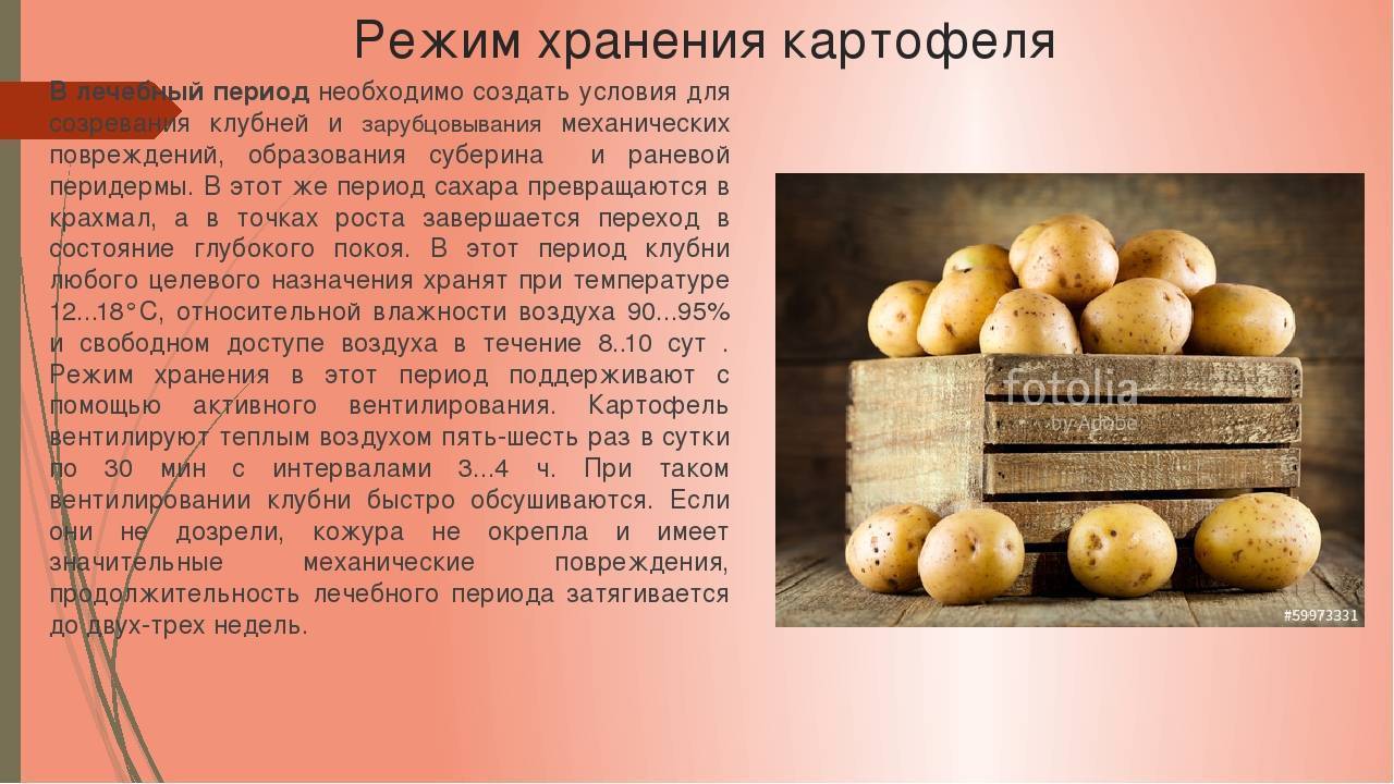 Хранение картофеля: как сохранить урожай - сельхозобзор.ру
