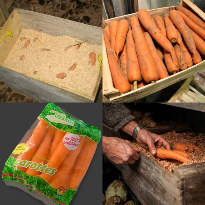 Как хранить морковь: эффективные и действенные советы, способы, методы, а также самые лежкие сорта