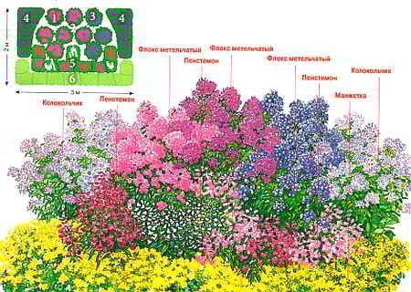 Флоксы — 125 фото идей применения растения в дизайне сада или участка