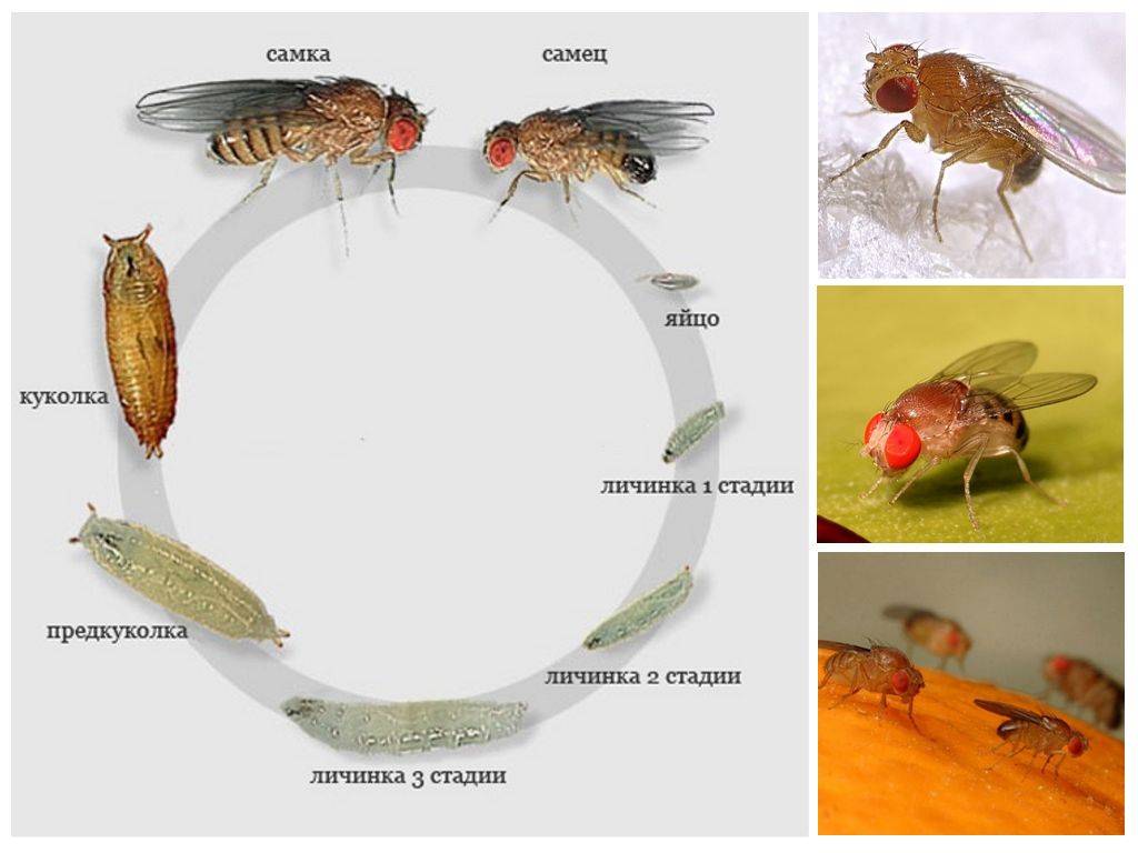 Домашняя муха развитие. Личинка мушки дрозофилы. Цикл развития мухи дрозофилы. Мушка дрозофила жизненный цикл. Цикл развития личинок мошек.