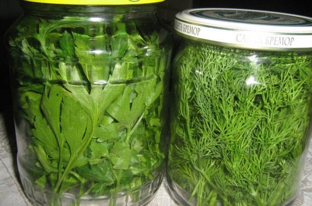 Заготавливаем зелень и пряные травы на зиму. как сохранить зелень? рецепты с фото — ботаничка