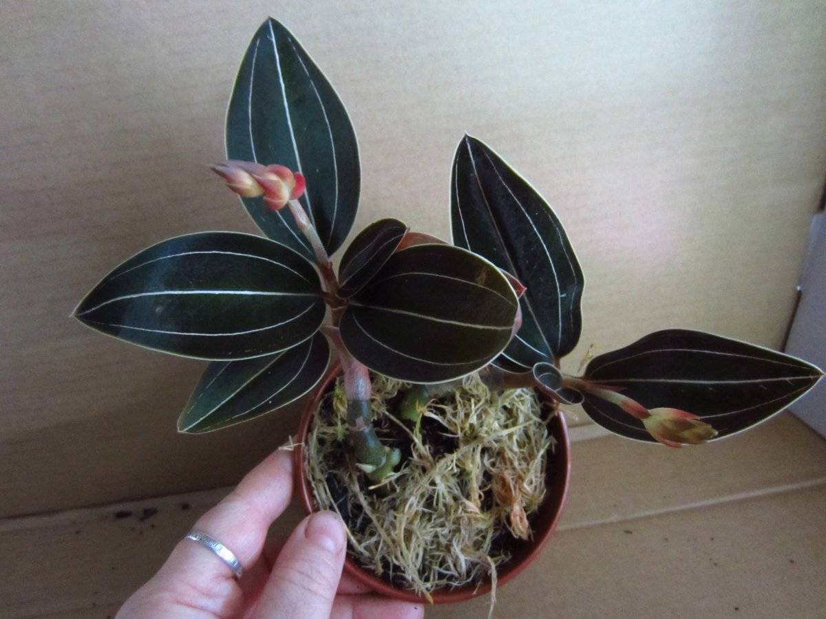 Орхидея лудизия: описание и тонкости ухода в домашних условиях за сортом, размножение и пересадка земляного вида