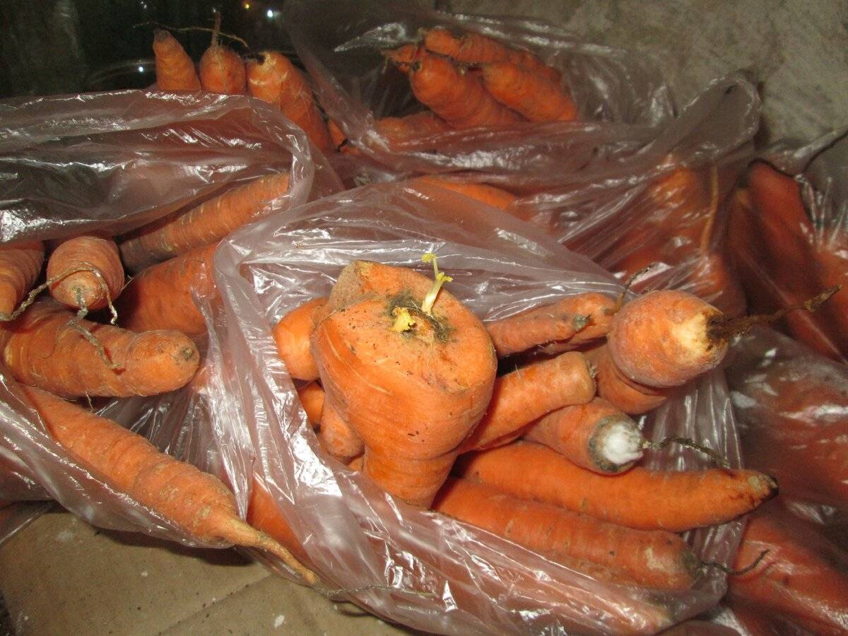 Как хранить морковь в погребе зимой правильно