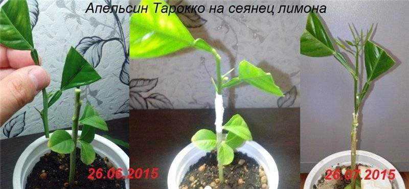 Выращивание лимона из косточки в домашних условиях: так ли это сложно?