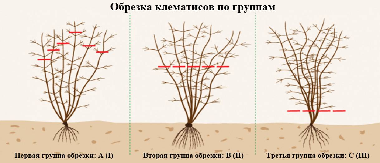 2 группа обрезки клематисов на зиму: что это значит