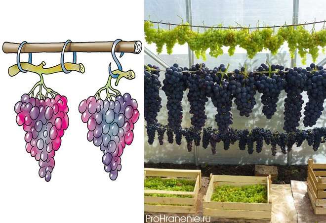 Как правильно сохранить зимой черенки винограда до весны в домашних условиях (в погребе), срезанные осенью