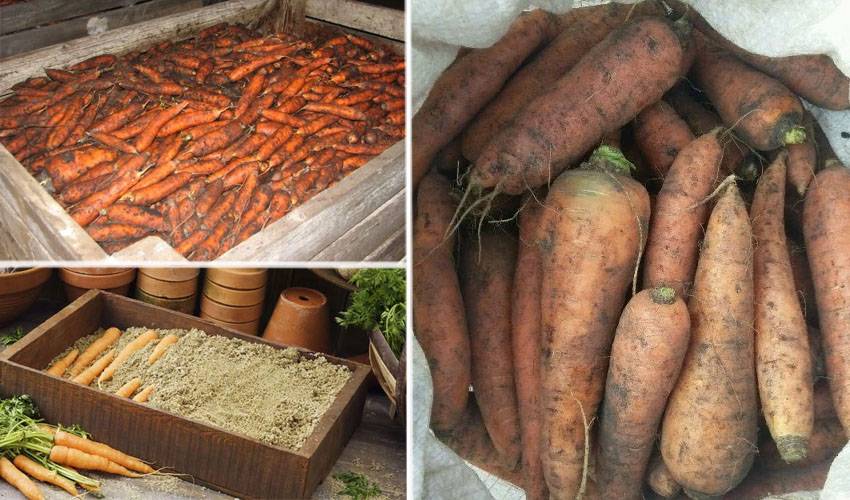 Как сохранить всю зиму морковь и свеклу в домашних условиях