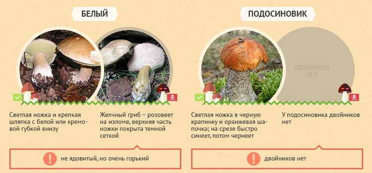 Как по внешнему виду отличить несъедобный гриб от съедобного