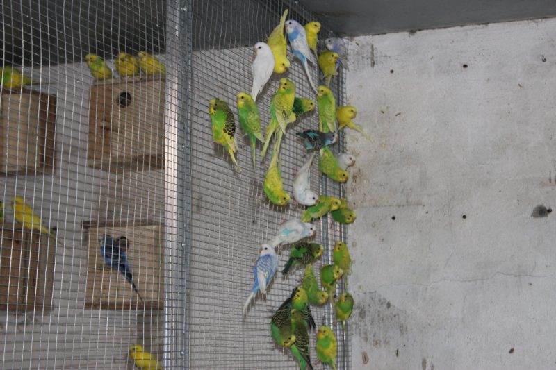 Как спариваются попугаи: условия для размножения в домашних условиях, брачный период, видео о волнистых птицах