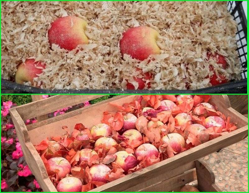 Хранение яблок на зиму в домашних условиях: как правильно сохранить до весны