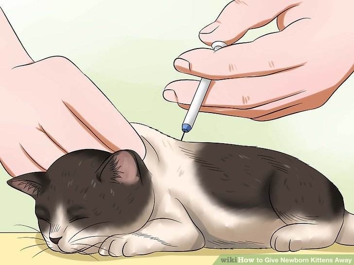 Как правильно сделать укол кошке в холку и внутримышечно в домашних условиях