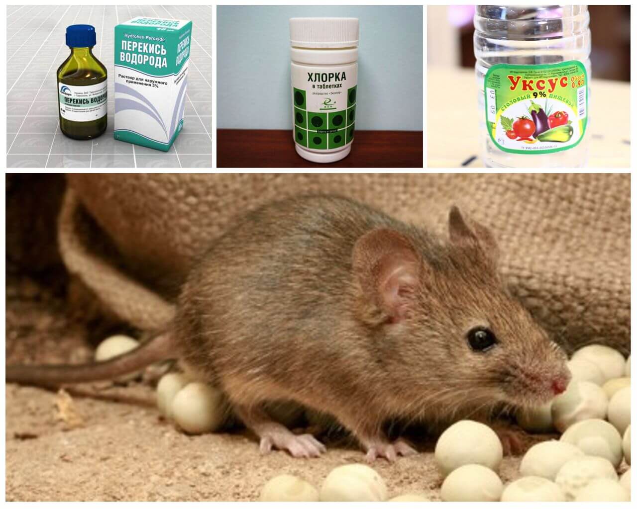 Топ-10 лучших средств от мышей и крыс в частном доме: боремся с грызунами эффективно! +отзывы
