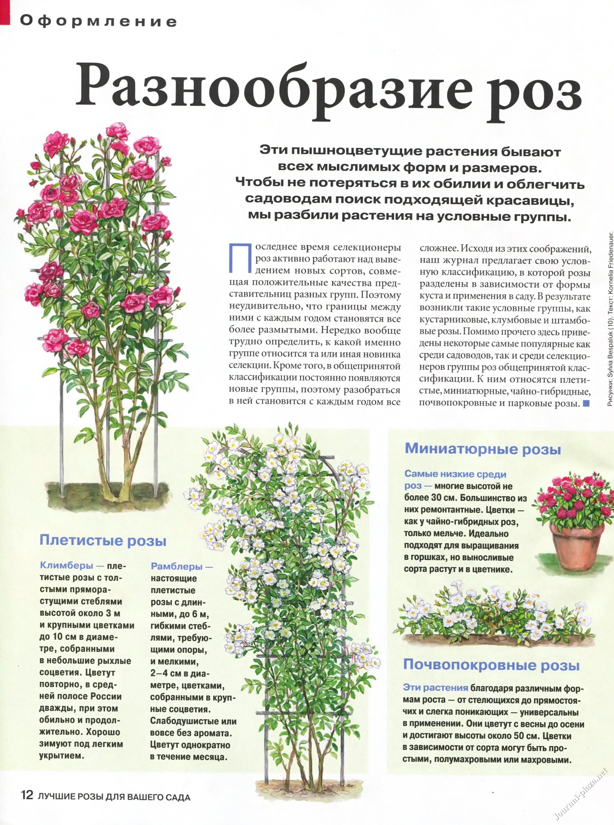 Почвопокровные розы: лучшие сорта, особенности посадки, выращивание и рекомендации по уходу - sadovnikam.ru