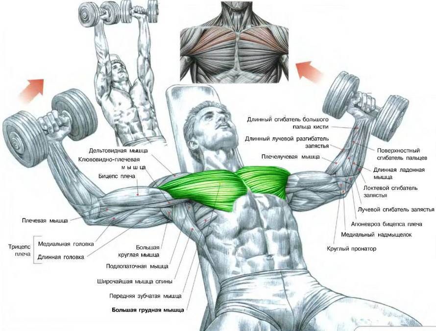 Как накачать нижнюю часть грудных мышц дома и в зале | muscleprofit