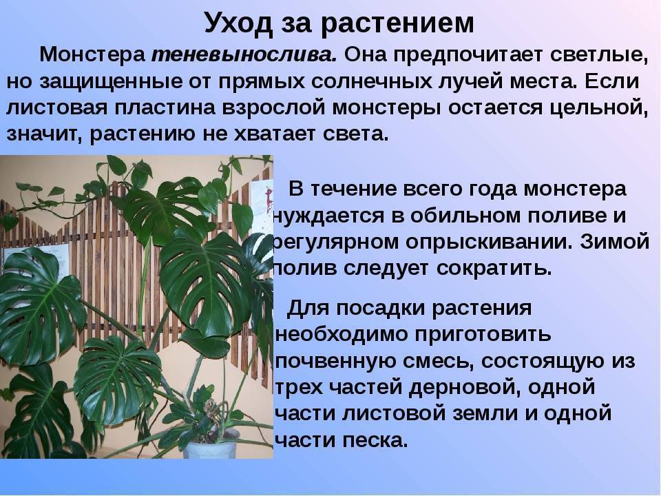 Монстера: уход в домашних условиях и правила выращивания - sadovnikam.ru