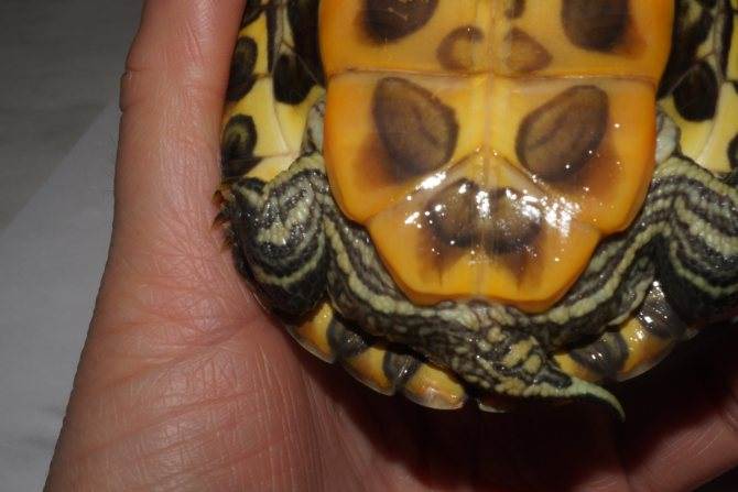 Как определить пол красноухой черепахи?