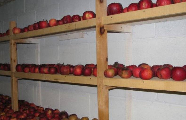 Как сохранить яблоки на зиму, чтобы они долго оставались свежими
