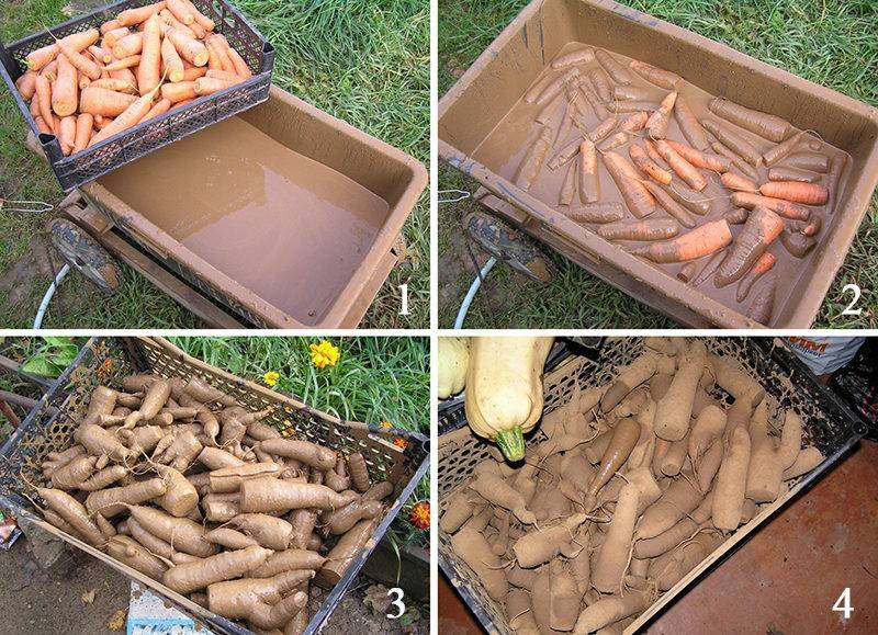 Хранение моркови на зиму в погребе и домашних условиях