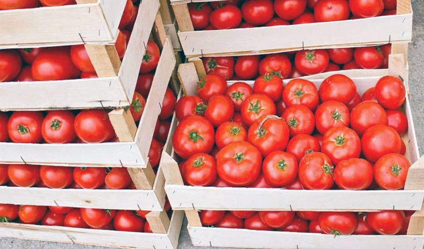 Как сохранить помидоры надолго свежими в домашних условиях?