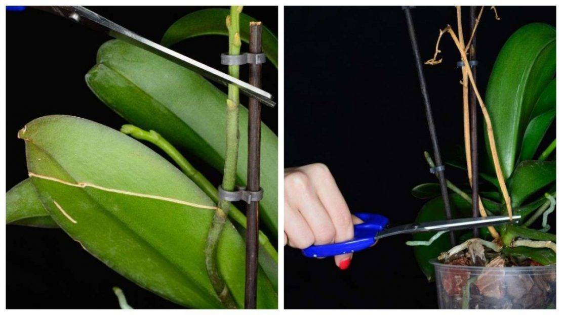 Как правильно обрезать орхидею после цветения в домашних условиях