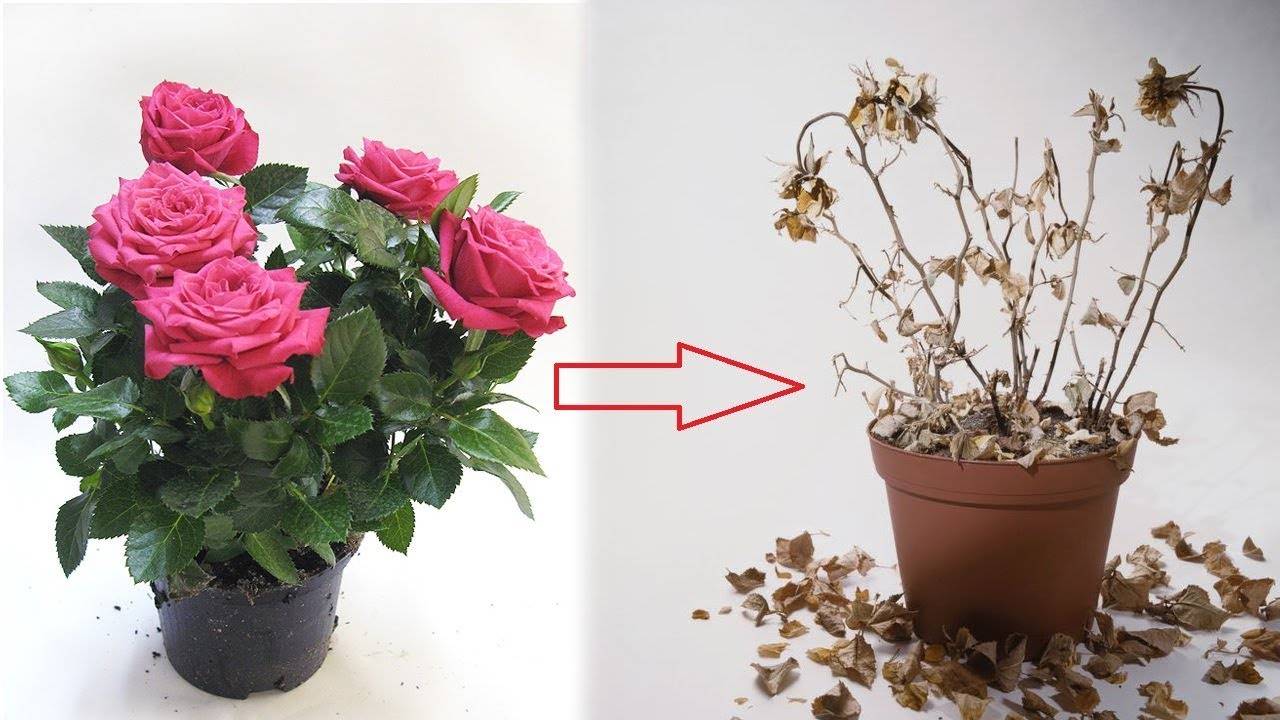 Описание розы кордана и ее сортов. уход в домашних условиях после покупки