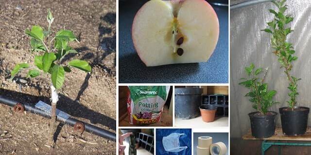Яблоня из семечка – как вырастить понравившуюся яблоню? получение здорового саженца яблони из семечка и способы ухода за ним