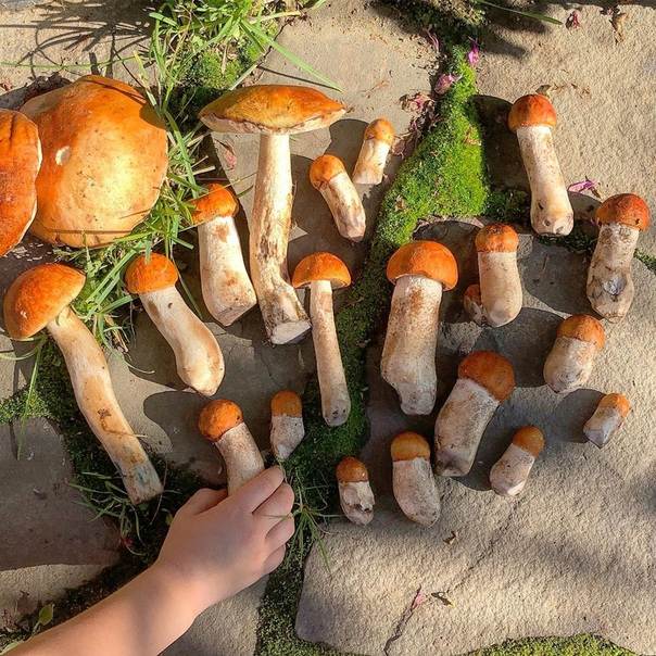 Как быстро вырастают грибы после дождя. необходимые условия