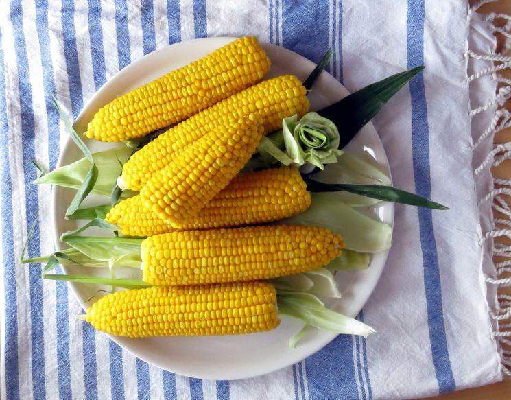 Как варить кукурузу в початках в кастрюле? рецепты мягкой и сочной кукурузы