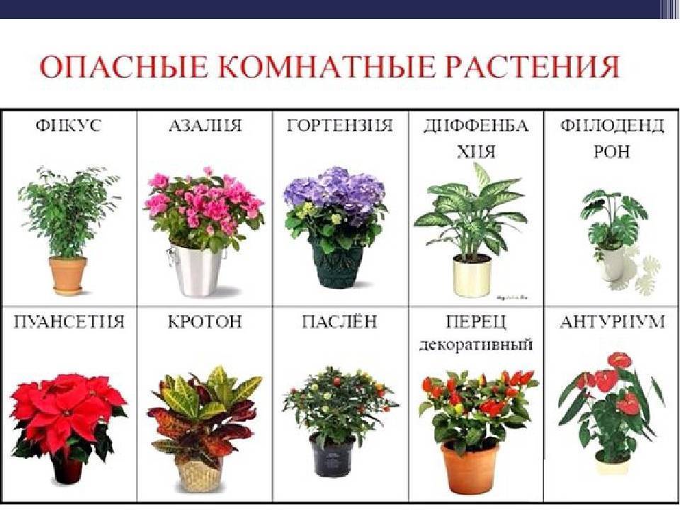 Комнатные цветы для детской, какие растения нельзя