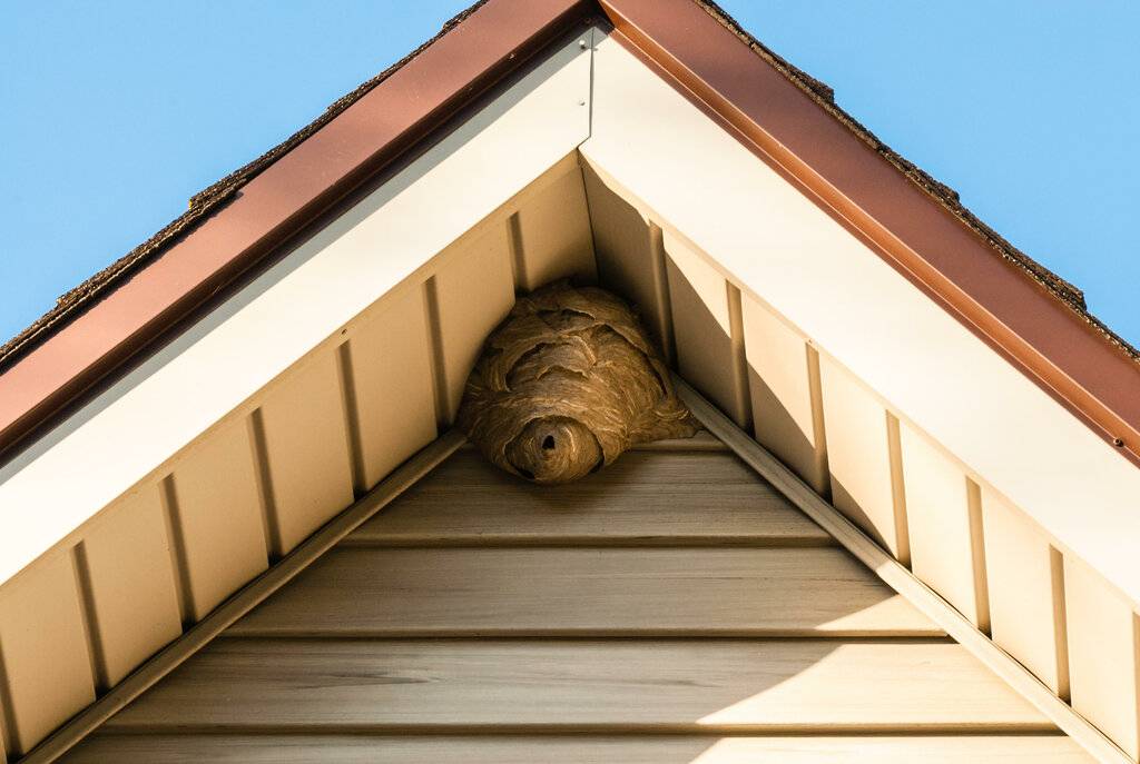 Как избавиться от ос на балконе: убрать осиное гнездо, чем отпугнуть