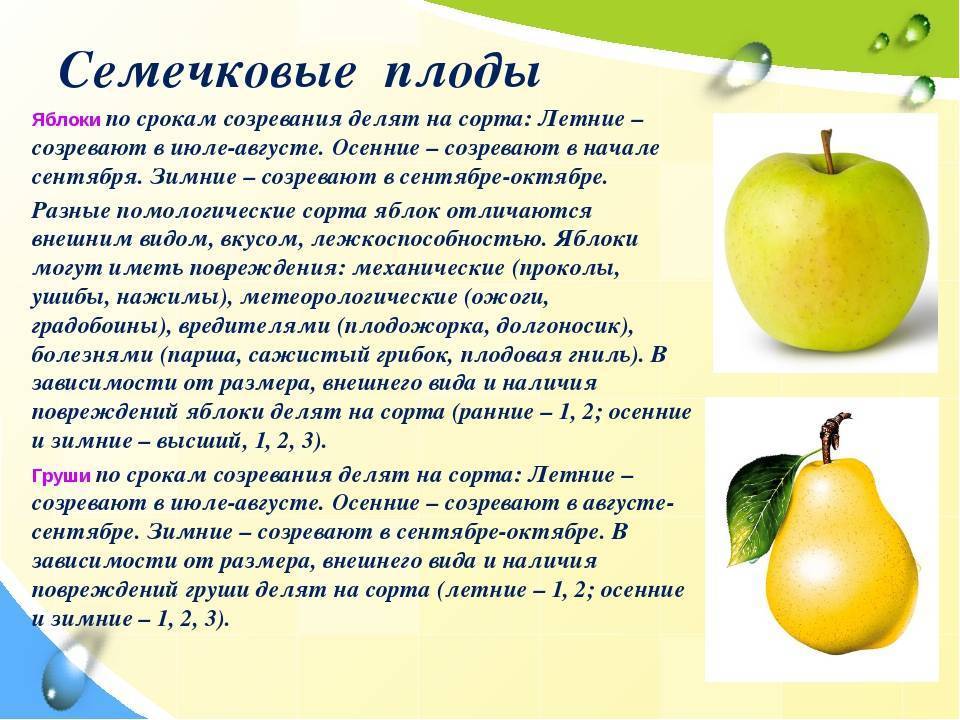 Как хранить груши в домашних условиях, чтобы они остались полезными и вкусными?