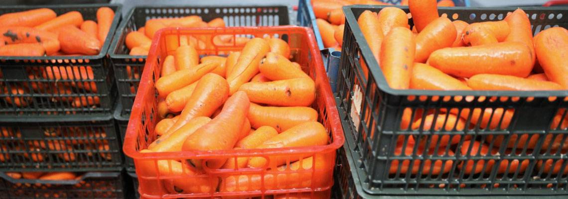 Как хранить морковь в холодильнике: сколько можно хранить свежую и в вареном виде, чтобы не дрябла в домашних условиях, правильное хранение очищенной мытой
