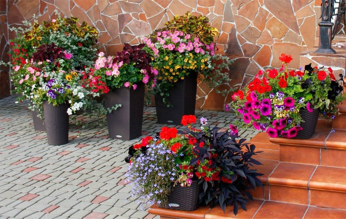 Какие можно посадить цветы на балконе: список названий, описание и фото