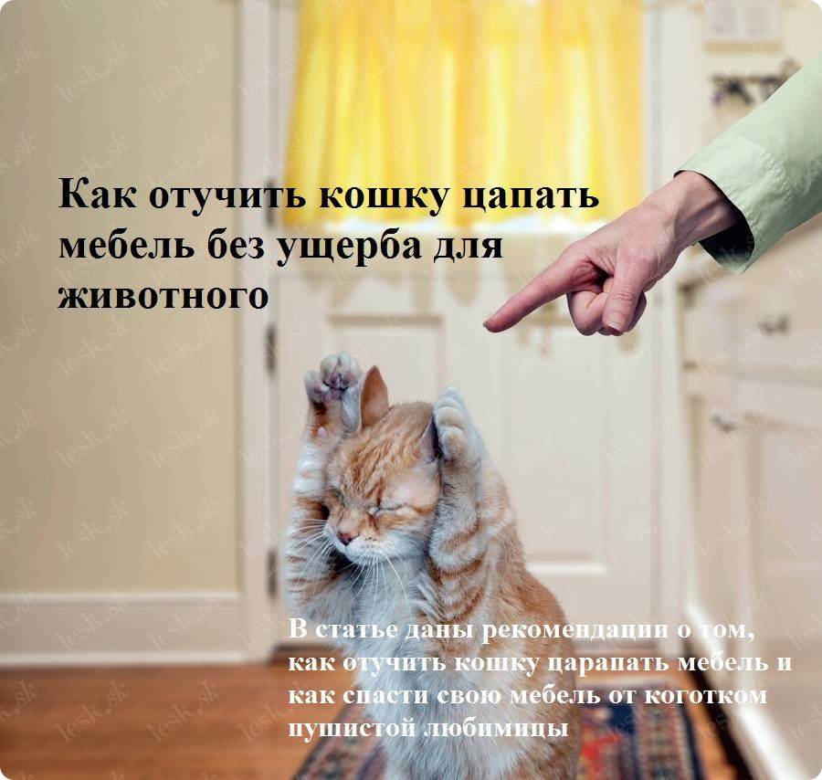 Как отучить кота драть диван