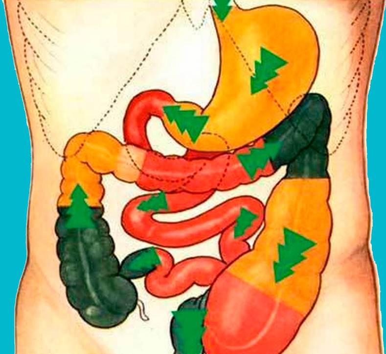 Клетчатка для желудка и кишечника  · «сибирская клетчатка»
