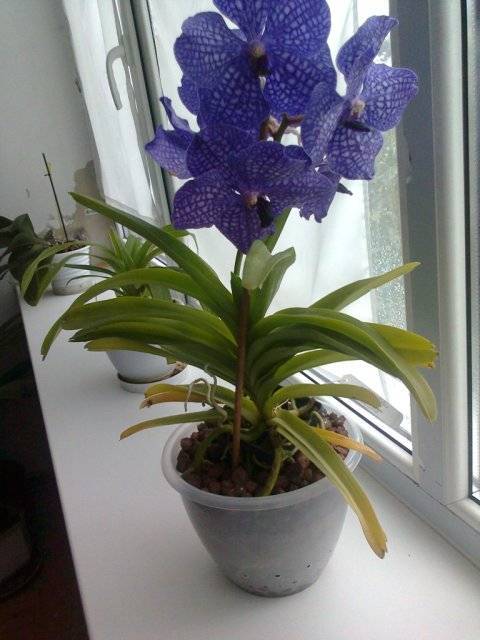 Тропический цветок дома. орхидея ванда: выращивание и уход
