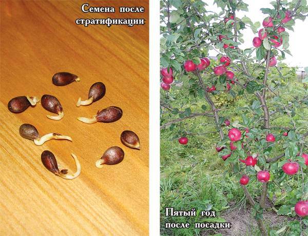 Как выращивать яблоню из семечка (косточки): заготовка семян, уход за саженцами