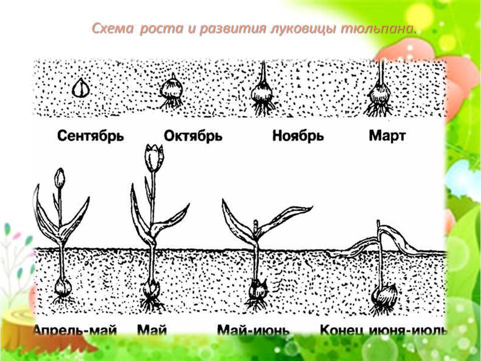 Лилии схема посадки на клумбе