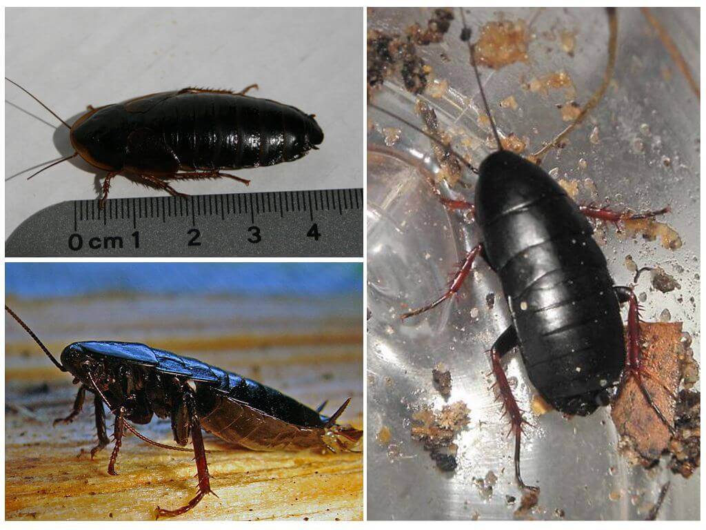 Чего боятся тараканы и как от них избавиться