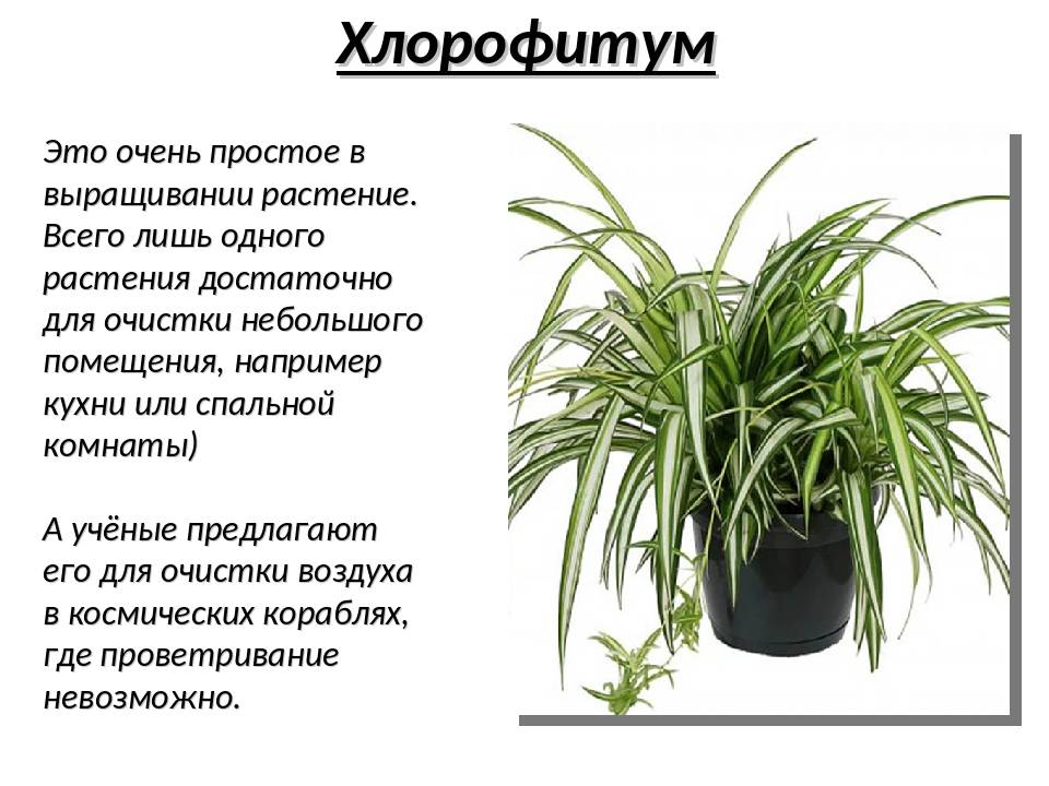 Хлорофитум: уход в домашних условиях за комнатным цветком, как ухаживать зимой, как часто поливать, как размножить растение, пересадить отросток, какие есть виды?