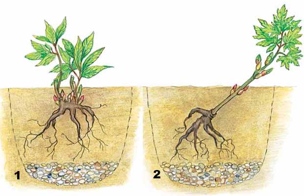 Как вырастить пионы на даче: способы, правила и подготовка грунта