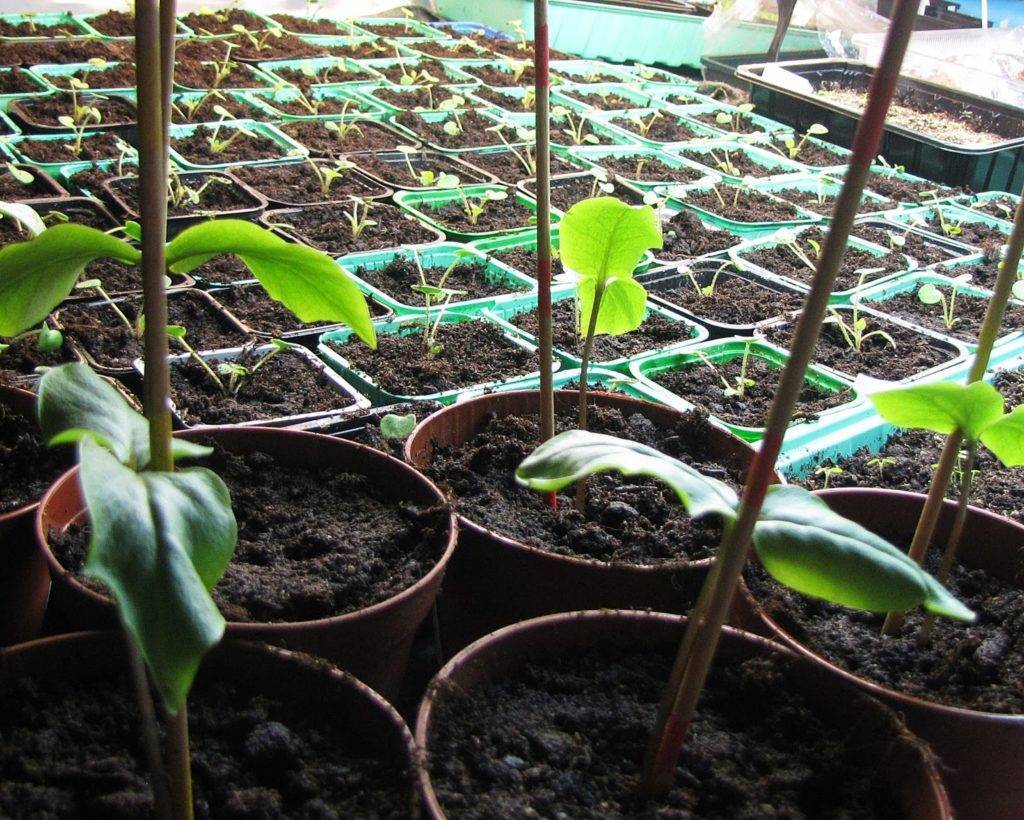 Кобея лазающая выращивание из семян — тонкости выращивания