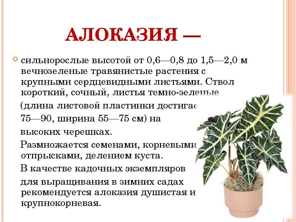 Алоказия крупнокорневищная - описание и большие фото цветка, рекомендации по посадке и уходу за комнатным растением