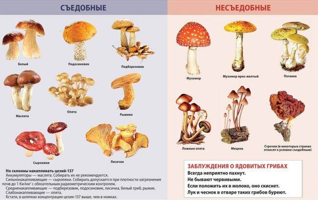 Какие грибы можно есть сырыми - 12 видов грибов и в чем их польза