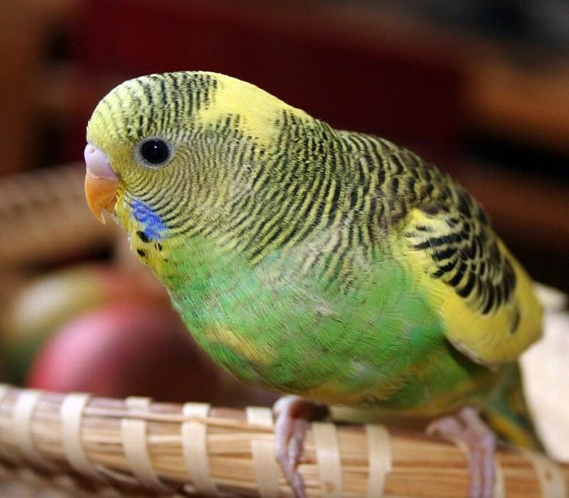 Как назвать попугая-мальчика красивым именем. как можно назвать волнистого попугая-мальчика | здоровье человека