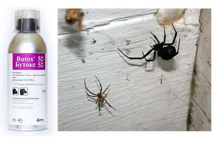 Как избавиться от пауков в квартире и доме, в домашних условиях самостоятельно, народными средствами